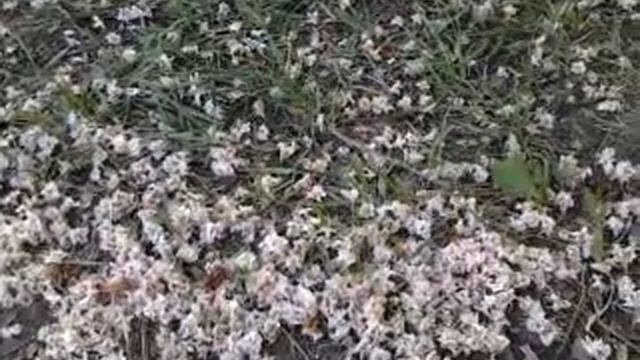 Цветки каштана. смотреть онлайн