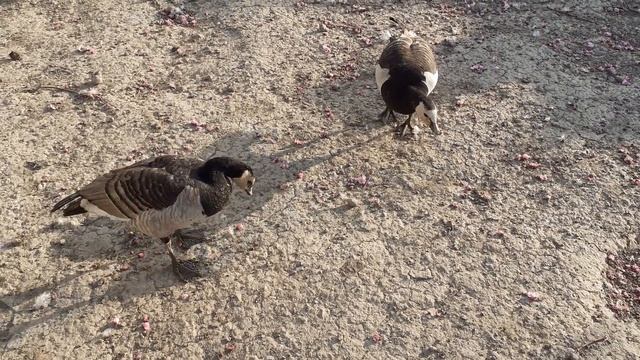 HYBRID CAYUGA & MALLARD DUCKS AFTER THE CREATE A NEW HYBRID IN THE BACKYARD смотреть онлайн