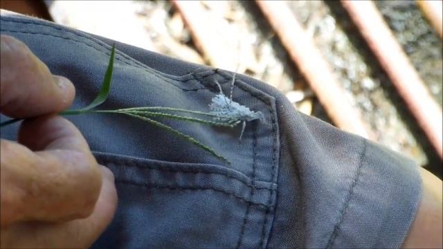 Plant Hopper Nymph смотреть онлайн