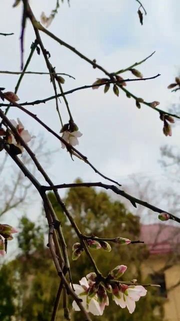 Первым в Крыму начинает цвести миндаль смотреть онлайн