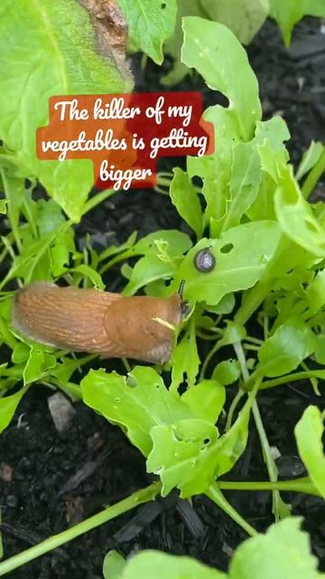 Slugs everywhere in my garden | #slugs |#garden |#shorts #norway смотреть онлайн