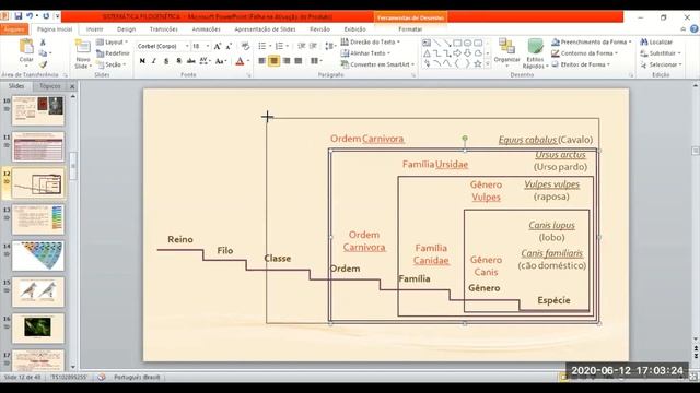 As principais categorias taxonômicas propostas por Lineu смотреть онлайн