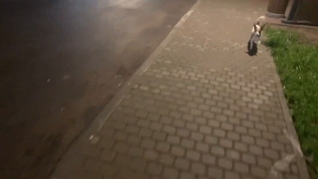 Ночная прогулка с отработкой команд. Джек-рассел Гектор смотреть онлайн