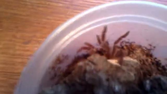 P. muticus wants to be your friend смотреть онлайн