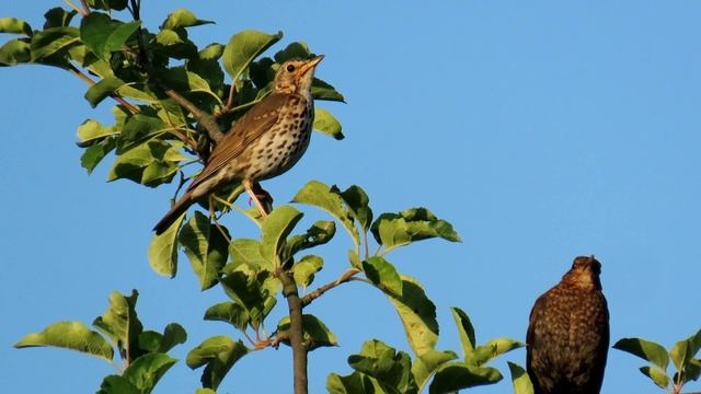 1417. Drozd zpěvný, Song Thrush, Singdrossel, Zanglijster, Певчий дрозд, Drozd śpiewak смотреть онлайн