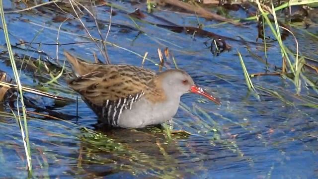 Νεροκοτσέλα / Rallus aquaticus [Sony HX300] смотреть онлайн