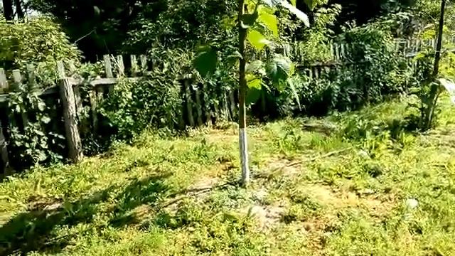 Павловния-печалька..... смотреть онлайн