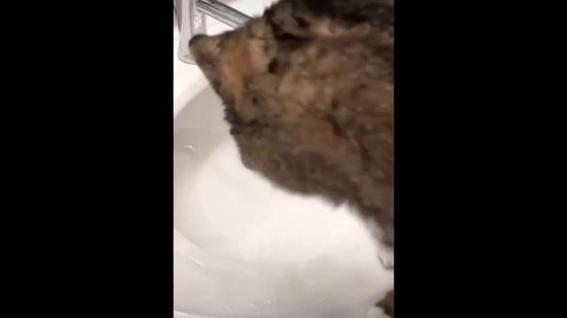 Смешные кошки и приколы с кошками и котами смотреть онлайн