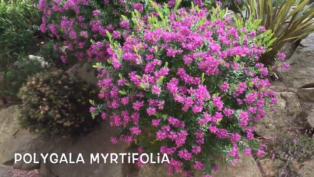 Polygala Myrtifolia. Garden Center Online Costa Brava - Girona.