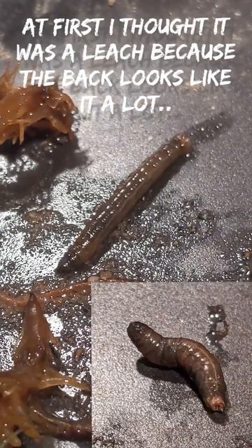 Mosquito Hawk Larvae In my Moss!? смотреть онлайн