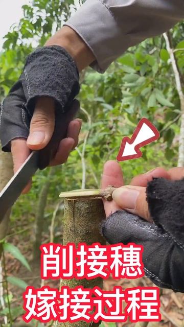荔枝秋季可以嫁接，採用挑皮嫁接的方法，這樣成活率高Litchi can be grafted in autumn,use the method of picking skin grafting смотреть онлайн