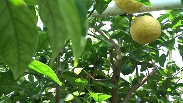 Citrus x aurantium ´Orlando´ (pomerančovník hořký) смотреть онлайн