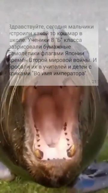 #япония#рыба#милашка#мем#ахахахха смотреть онлайн
