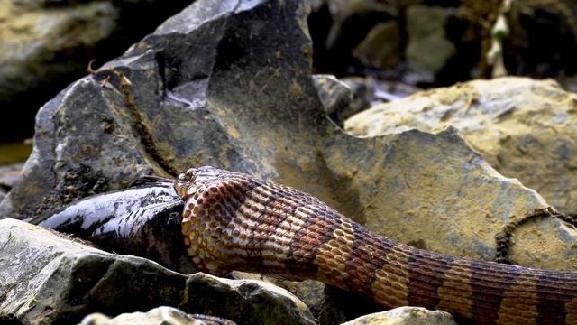 Anaconda VS Komodo Dragon | The Deadly Battle | Who would win? смотреть онлайн