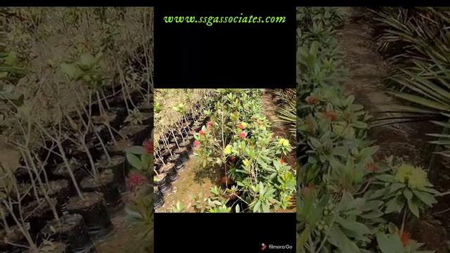 LOW RATES AVAILABLE | BIGGEST NURSERY COMNG SOON IN HYDERABAD & WARANGAL. смотреть онлайн