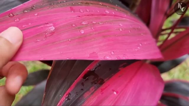 6 Fakta Tentang Tanaman Andong Merah / Hanjuang смотреть онлайн