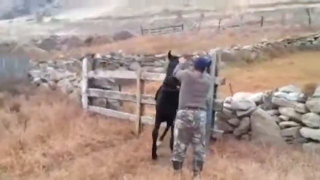 Балкарец Салих Жазаев обучает жеребчика Карачаевской породы. смотреть онлайн