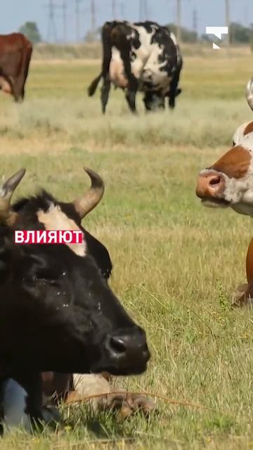 Налог на коровью отрыжку решили внедрить в Новой Зеландии смотреть онлайн