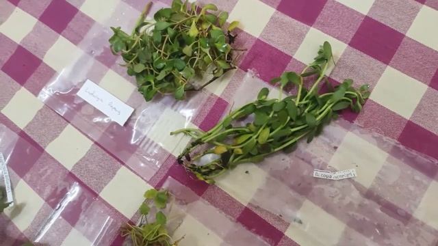 Experimenting with: Shopping on Bunnycart смотреть онлайн