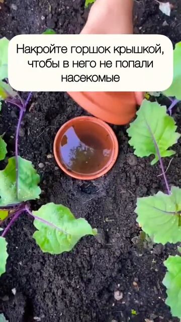 Полив — важнейшая часть садовых работ ☝️#полив #сад #огород #дача #совет #лайфхак смотреть онлайн
