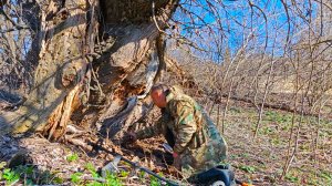 В корнях старого дерева скрывалась первая ТОП находка этого сезона.