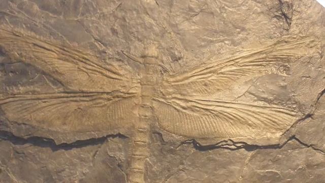 What is Meganeura? смотреть онлайн