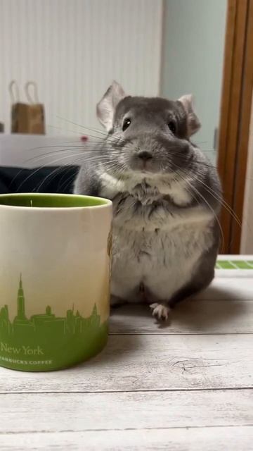 #chinchilla 😄💞🐭 #shorts #short #shortvideo #funny #subscribe смотреть онлайн