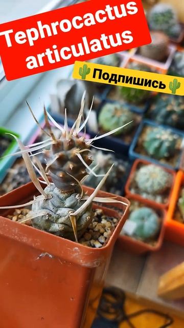 Tephrocactus articulatus #cactus #кактусы #subscribe #like #shorts #подпишись #trending #like смотреть онлайн