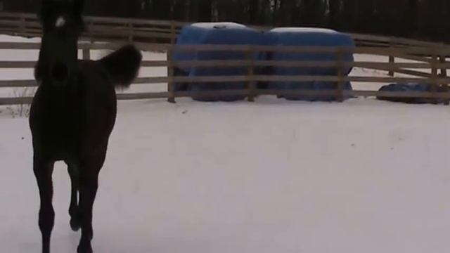 WGA MIss Bently смотреть онлайн