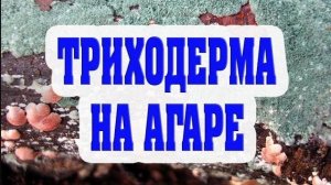 Триходерма ？？？ На агаре.