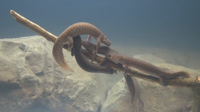 Salamanderトウキョウサンショウウオ♂の場所取り合戦ー１ смотреть онлайн