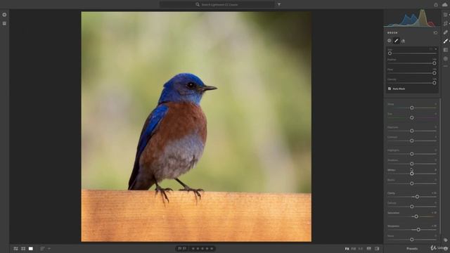 18-25 - Редактирование фотографий дикой природы Adobe Lightroom смотреть онлайн