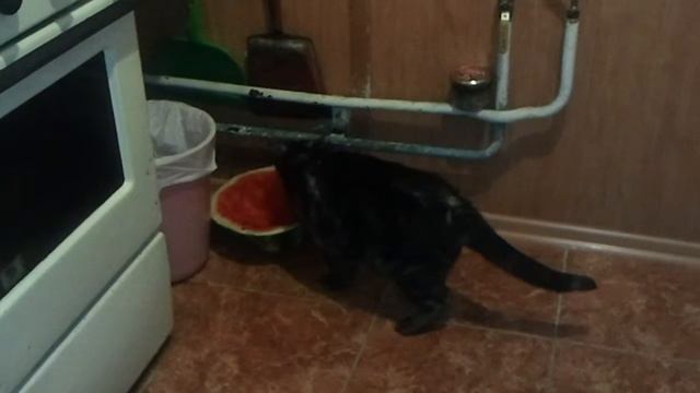 Кот ест арбуз