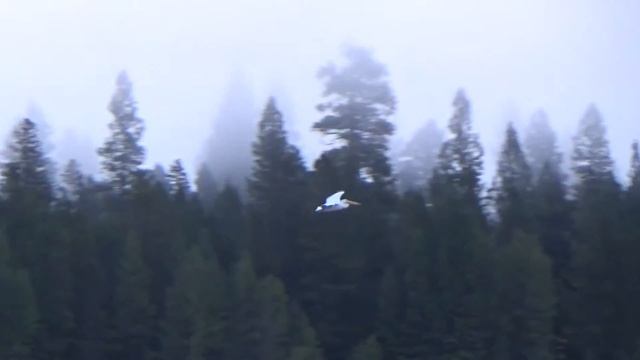 Pelican Soars at Wickiup Reservoir смотреть онлайн