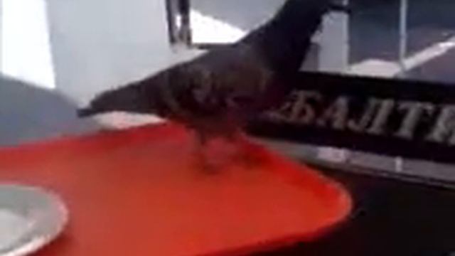 Голодный голубь потерял страх! смотреть онлайн