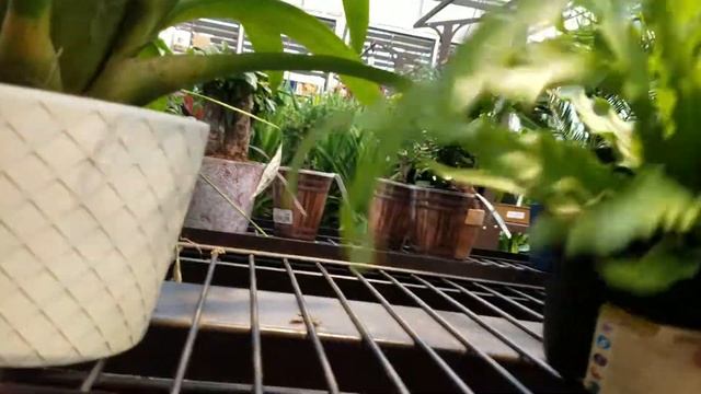 Plant shopping at Lowe's unusual variegation in 1 transiscanthia wandering Jew & few more plants смотреть онлайн