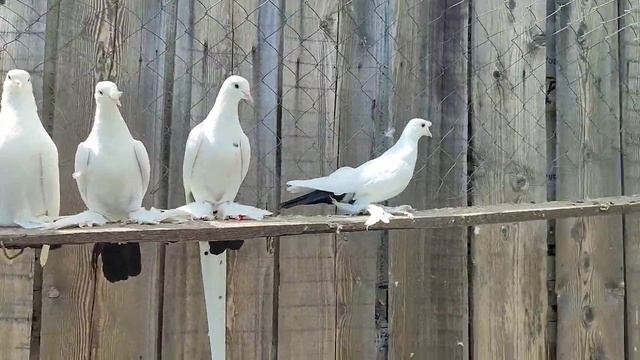 17.04.2025г Грузинские Чернохвостые на продажу👍+79298223260 Константин смотреть онлайн