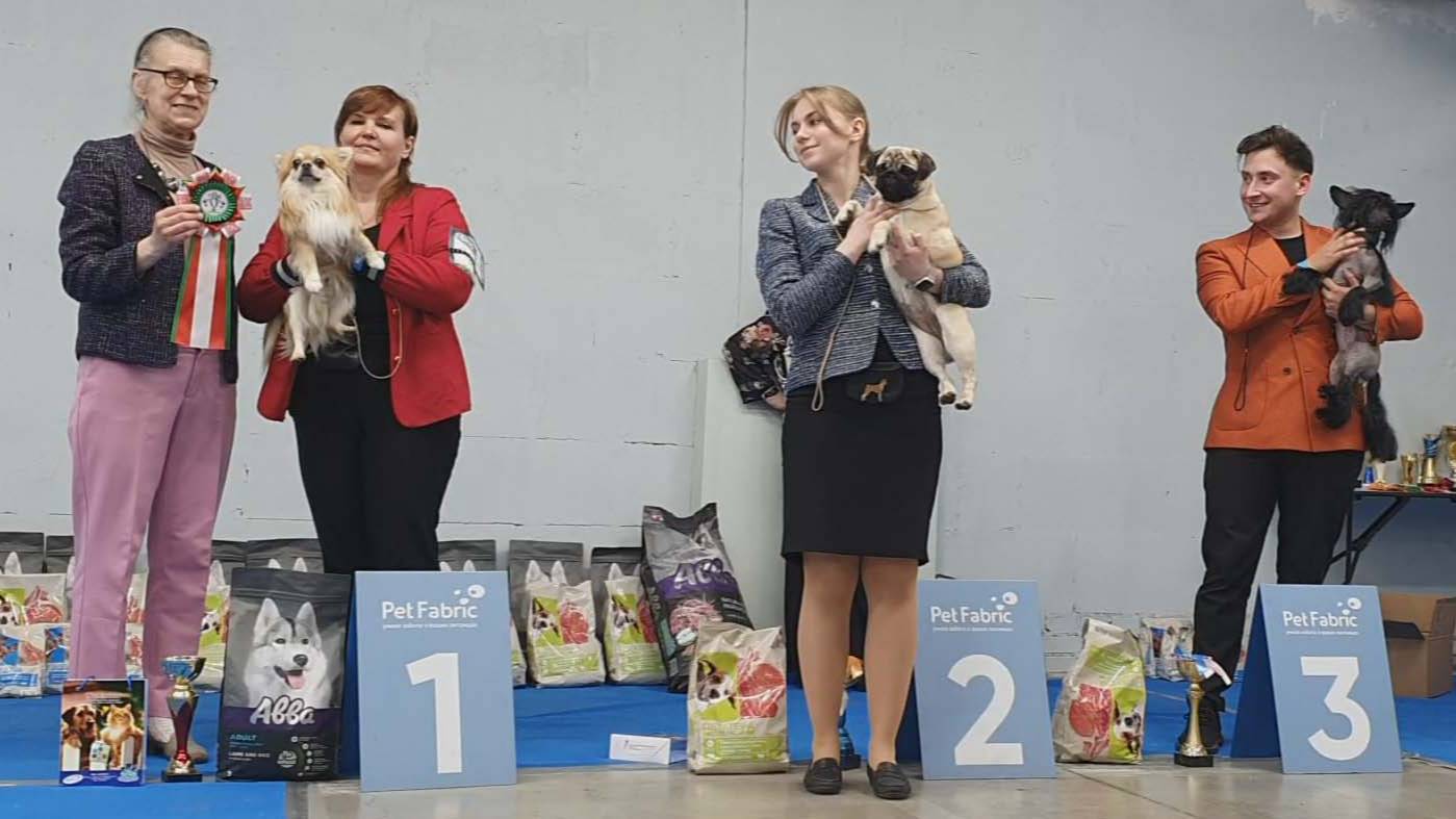 13.04.2025, СПб. Клуб "Глэд". Выставка собак САС 9 группы FCI смотреть онлайн