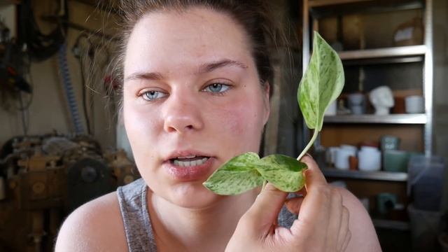 Dużo roślinnych wskazówek. Jak dobieram podłoże i osłonki? Przyszła komoda, update vlog смотреть онлайн