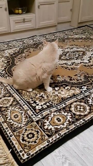 Новый ковер для кота смотреть онлайн