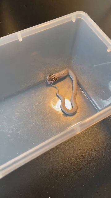 Baby Hognose snake feeds on Sardine!! 😂 #hognose #snake #reptile смотреть онлайн