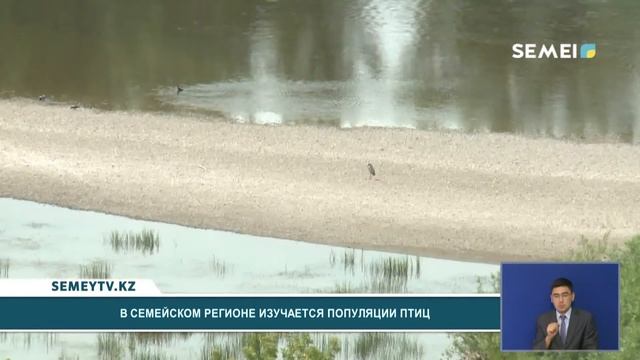 В СЕМЕЙСКОМ РЕГИОНЕ ИЗУЧАЕТСЯ ПОПУЛЯЦИИ ПТИЦ смотреть онлайн