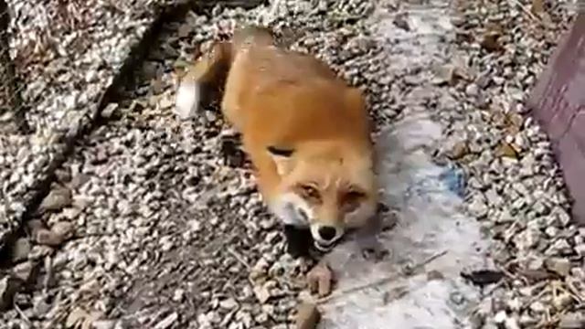 Лиса угорает :) смотреть онлайн