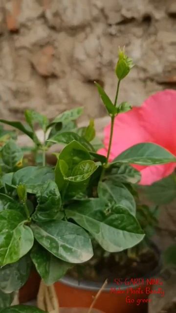Arabian Jasmine🌱#shorts#shortsvideo #youtubeshorts #viral смотреть онлайн