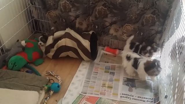 Маленькие цветные йорики ( биверята) осваивают тоннель смотреть онлайн