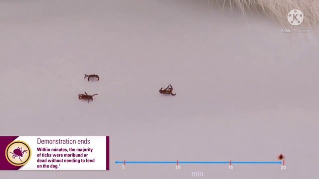 live demo dog health problems,dog health tips смотреть онлайн