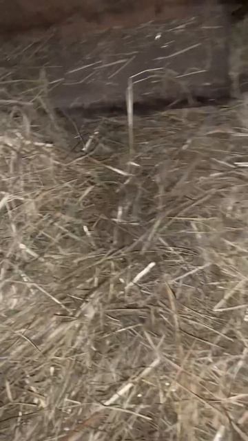 Опорос свиноматки перший опит гарні малюки смотреть онлайн