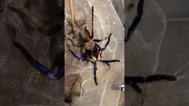 chilobrachys sp electric blue mating (second fem.) смотреть онлайн