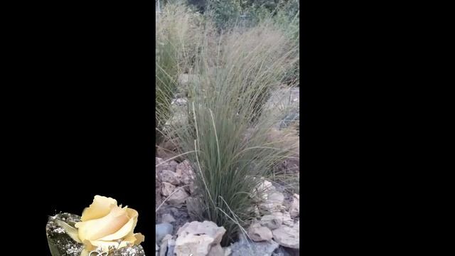 Просо прутевидне смотреть онлайн