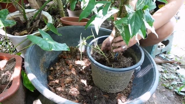 PROBLEMA MO RIN BA ITO SA MGA TRAILING PLANTS MO? ITO ANG GAWIN MO|SYNGONIUM ALBO смотреть онлайн
